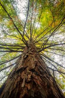 Imagem de copa de árvore vista de baixo para cima